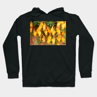 Lotus maculatus  &#39;Gold Flame&#39;  Pico de Paloma  Parrot&#39;s beak Hoodie